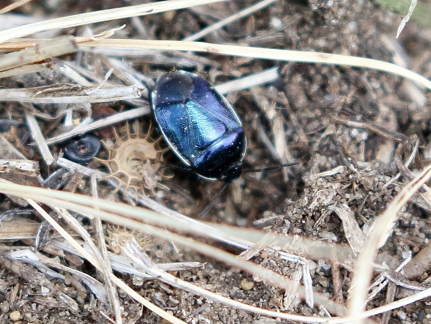 Canthophorus