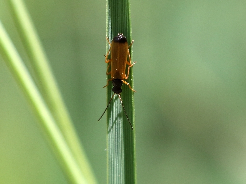 Rhagonycha lignosa - cserjés-lágybogár