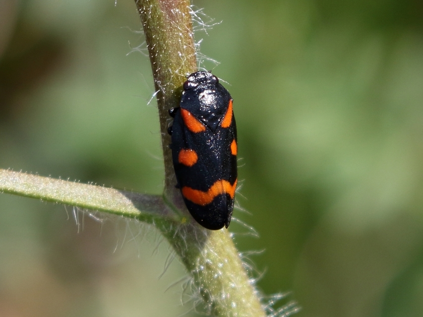 Cercopis arcuata/sanguinolenta