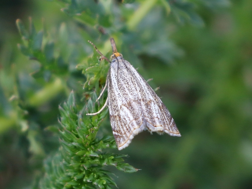 Thisanotia chrysonuchella - tavaszi fűgyökérmoly