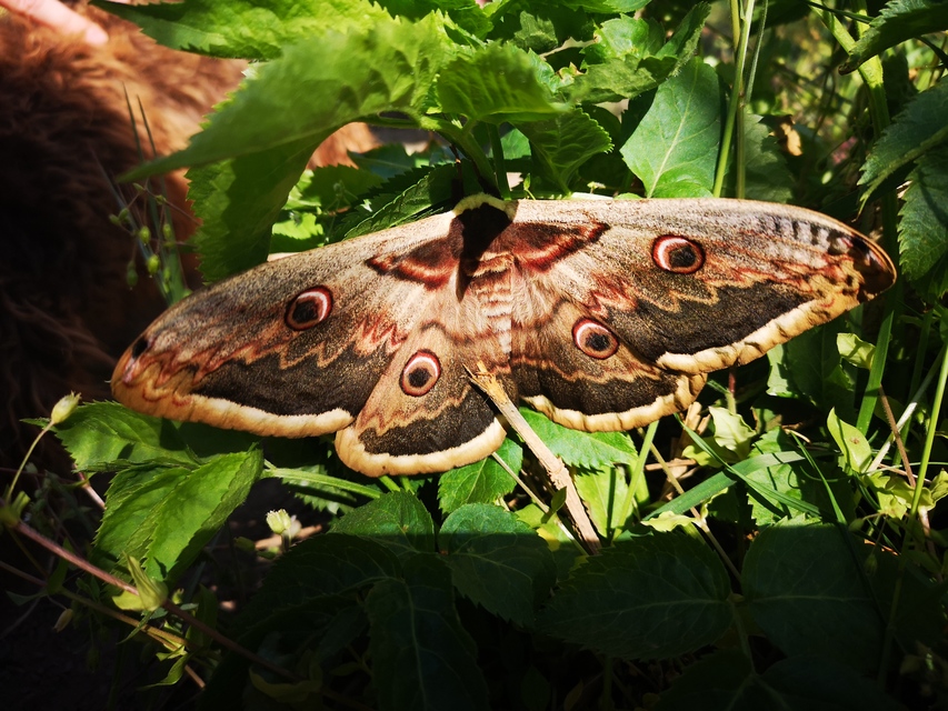 Saturnia pyri - nagy pávaszem