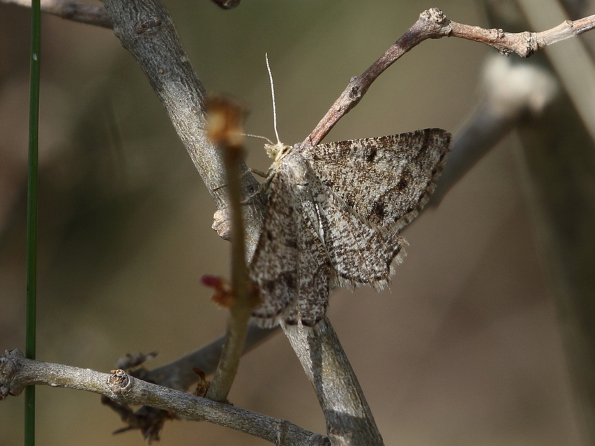 Tephrina murinaria - egérszínű araszoló