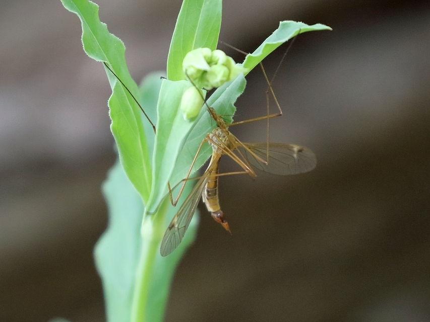 Tipula