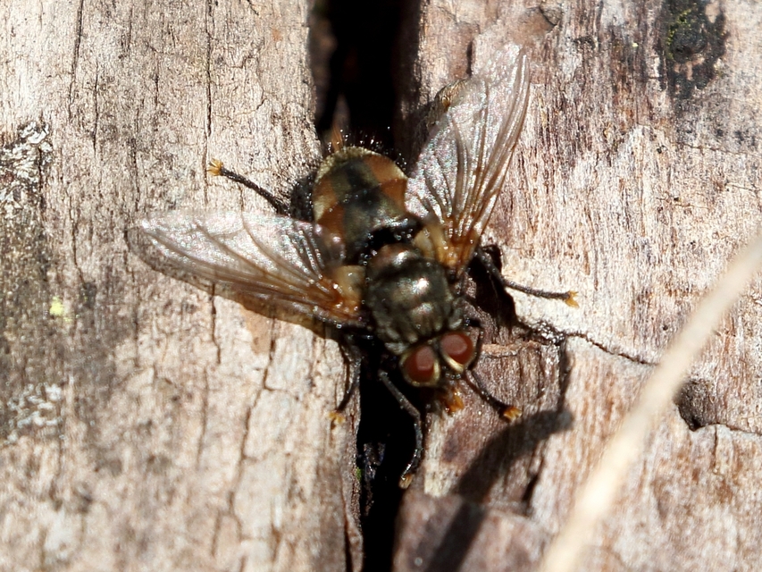 Nemoraea pellucida