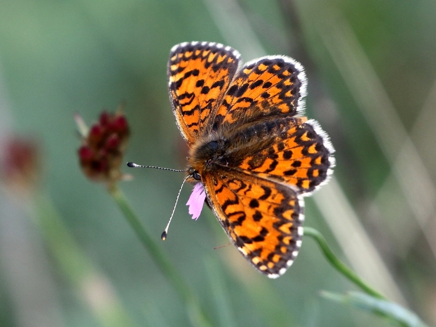Melitaea trivia - kis tarkalepke