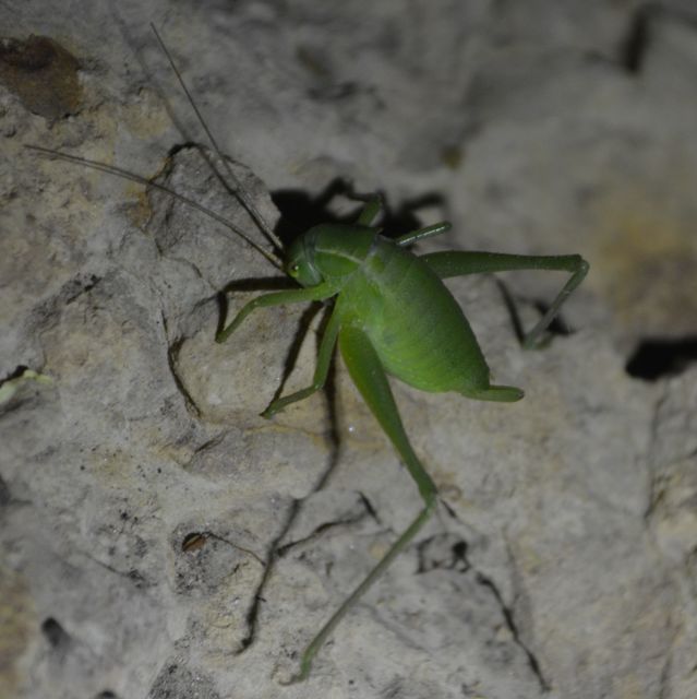Isophya costata - magyar tarsza