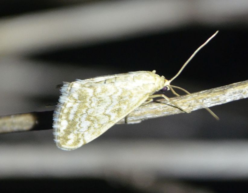 Evergestis frumentalis - tavaszi dudvamoly
