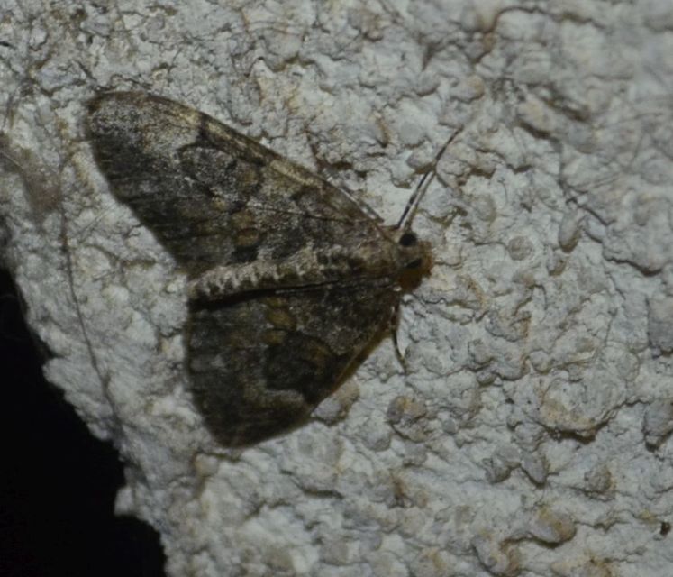 Thera variata/britannica