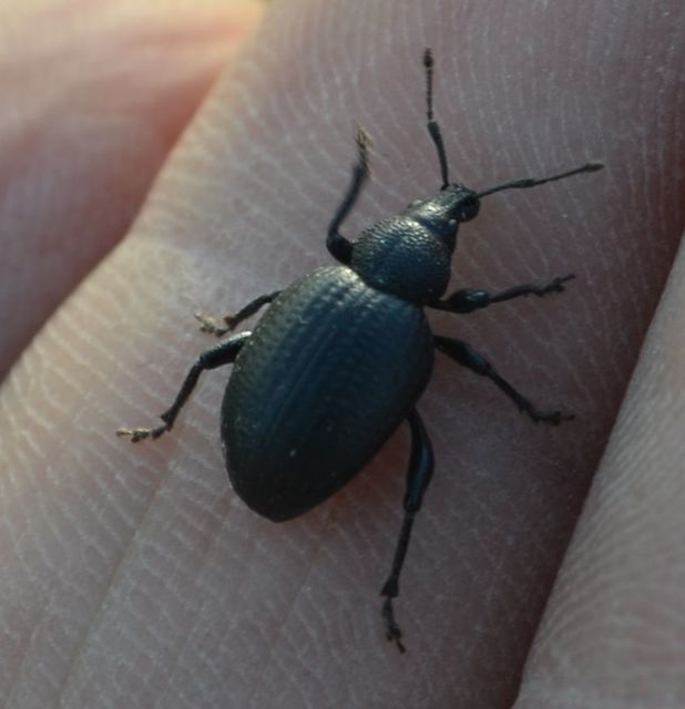 Otiorhynchus catenulatus - gyászos gyalogormányos