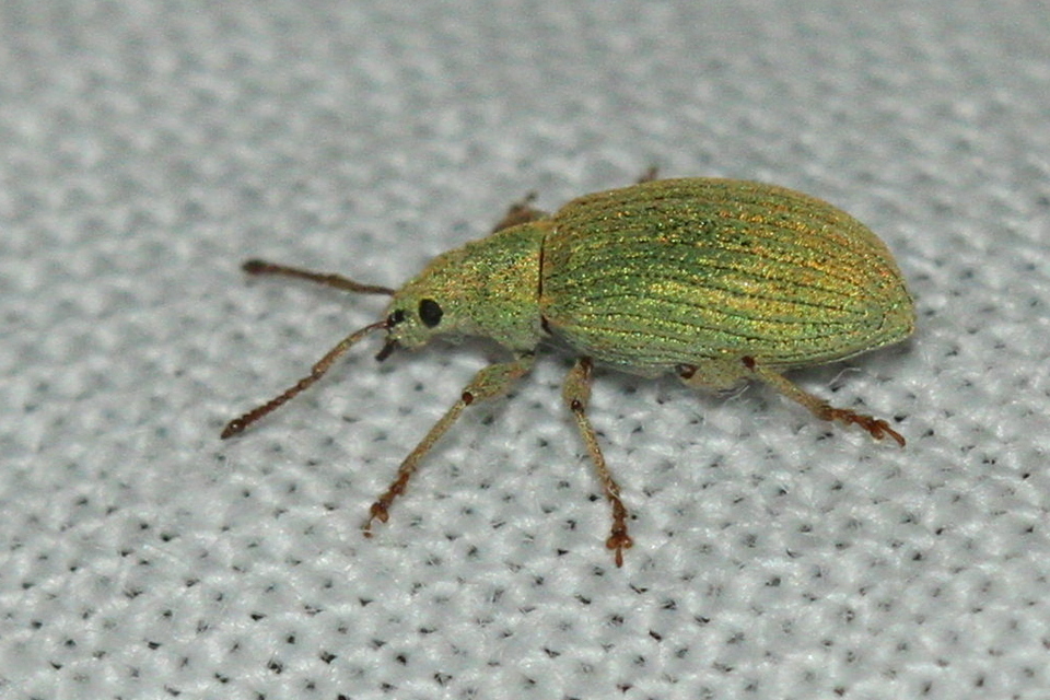 Phyllobius virideaeris - halványzöld levélormányos