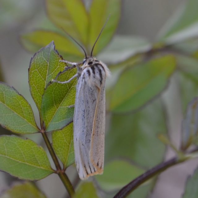 Spiris striata - csíkos molyszövő