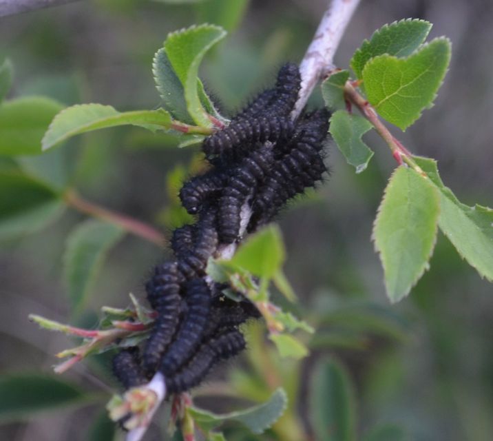 Saturnia pavoniella/pavonia
