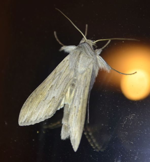 Cucullia umbratica - közönséges csuklyásbagoly