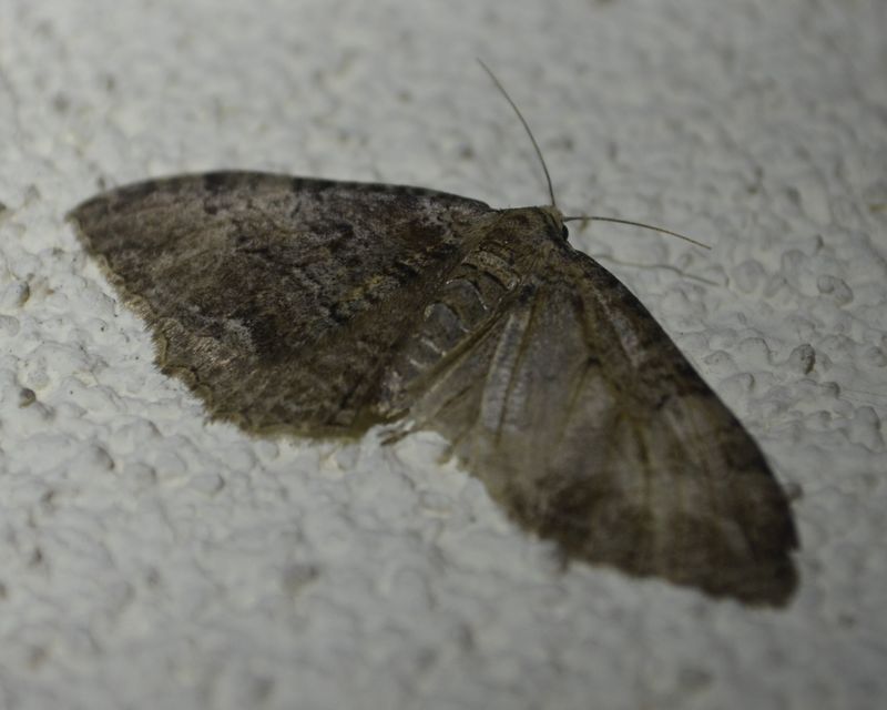 Hydria cervinalis - őzbarna araszoló