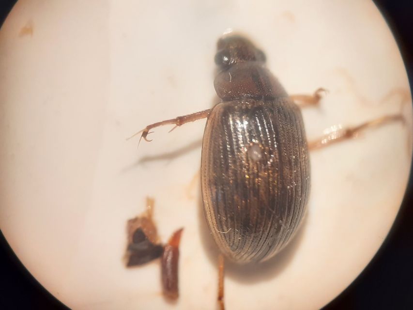 Berosus signaticollis - csíkosnyakú szemescsibor Berosus signaticollis - csíkosnyakú szemescsibor