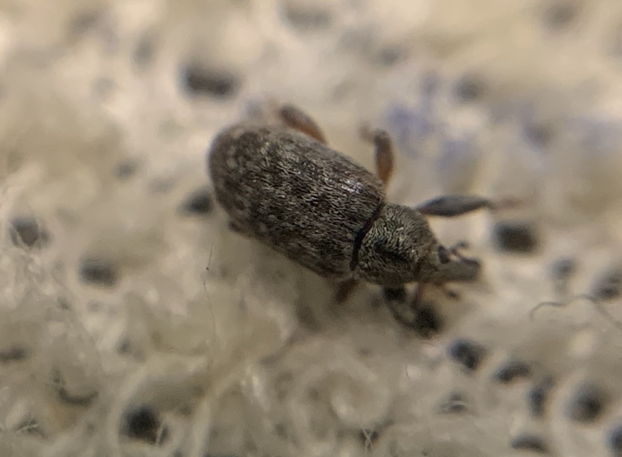 Dorytomus puberulus - feketenyár-hangormányos