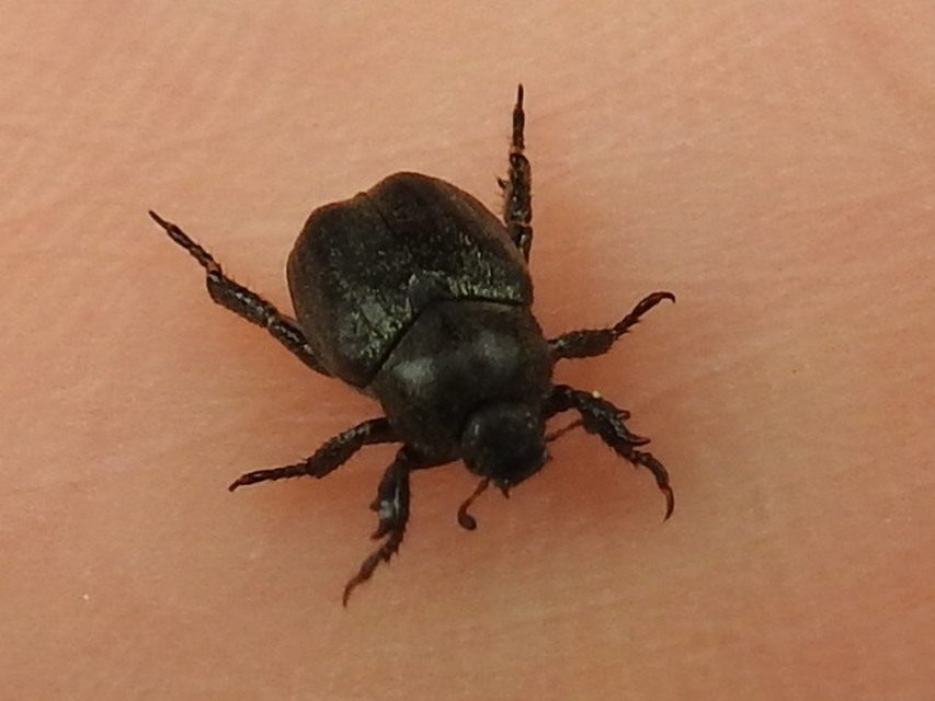 Hoplia hungarica - homoki virágcserebogár