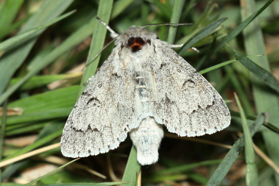 Acronicta leporina - fehér szigonyosbagoly