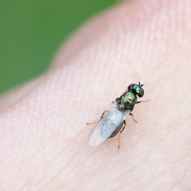 Microchrysa polita - feketecsápú fémeslégy