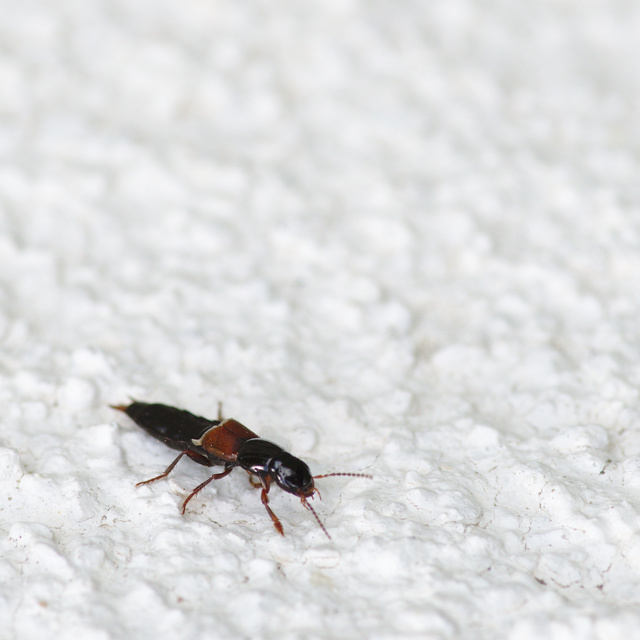 Quedius molochinus - sokalakú mohaholyva