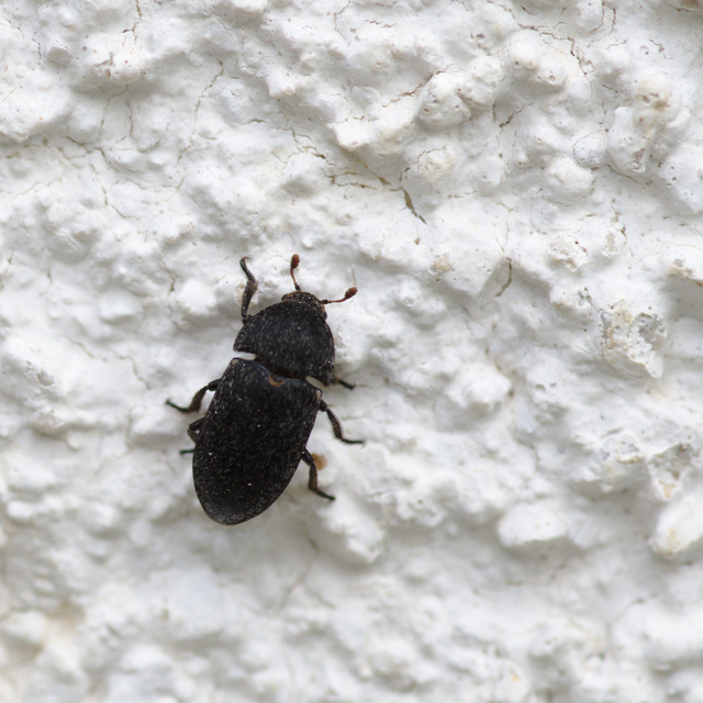 Dermestes laniarius - gyászos porva