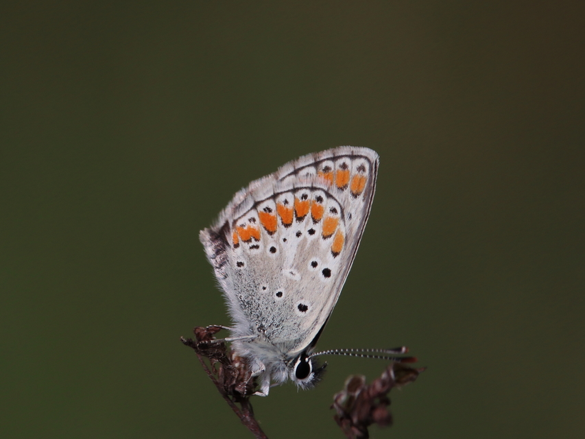 Aricia agestis - szerecsenboglárka