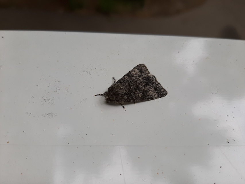 Acronicta megacephala - nagyfejű szigonyosbagoly