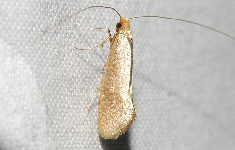 Nematopogon