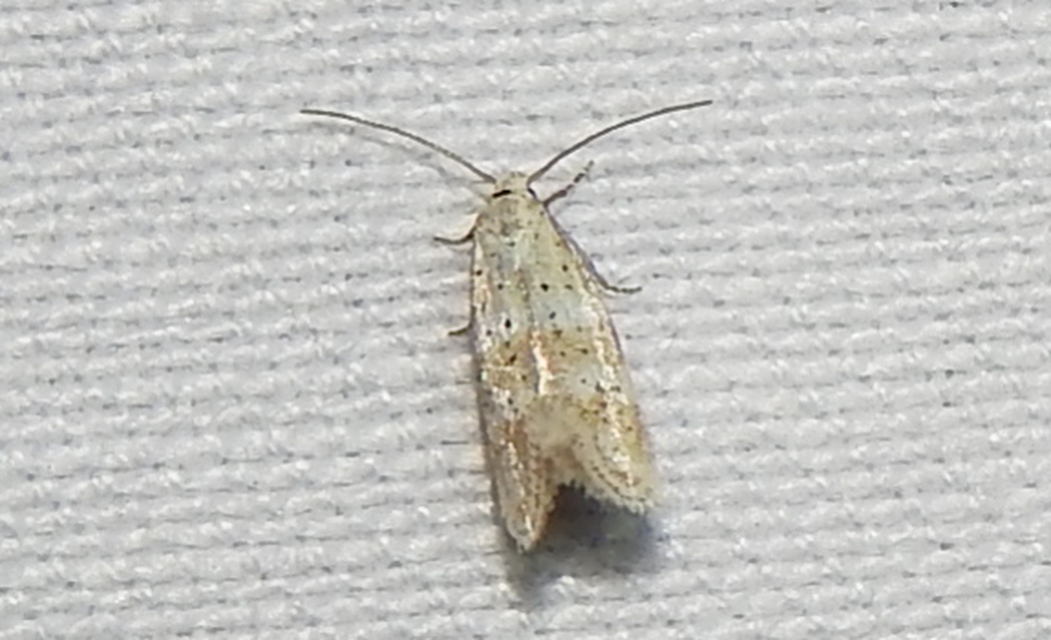 Elachista