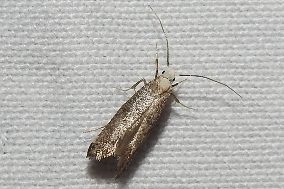 Yponomeutidae - pókhálós-molyfélék