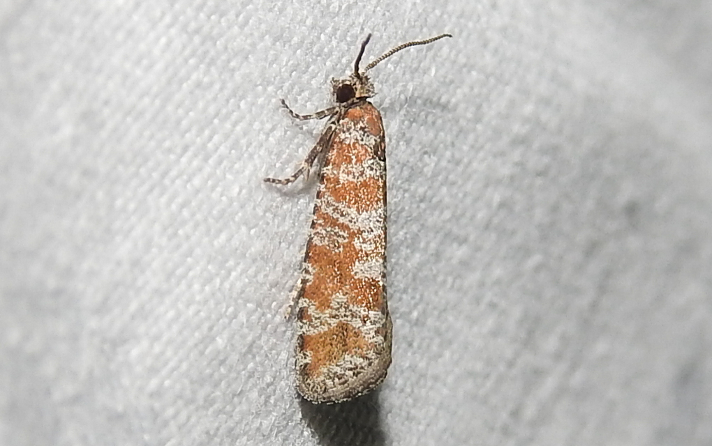 Rhyacionia pinivorana - tarka gyantamoly
