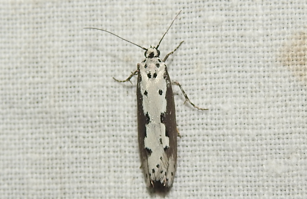 Ethmia iranella - levantei feketemoly