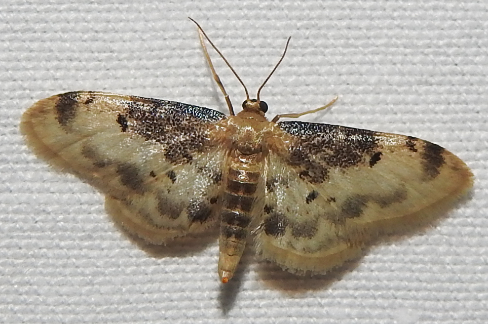 Idaea filicata - sötéttövű apróaraszoló