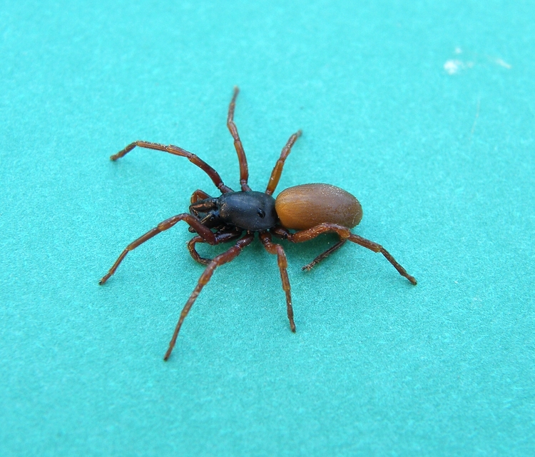 Dysdera