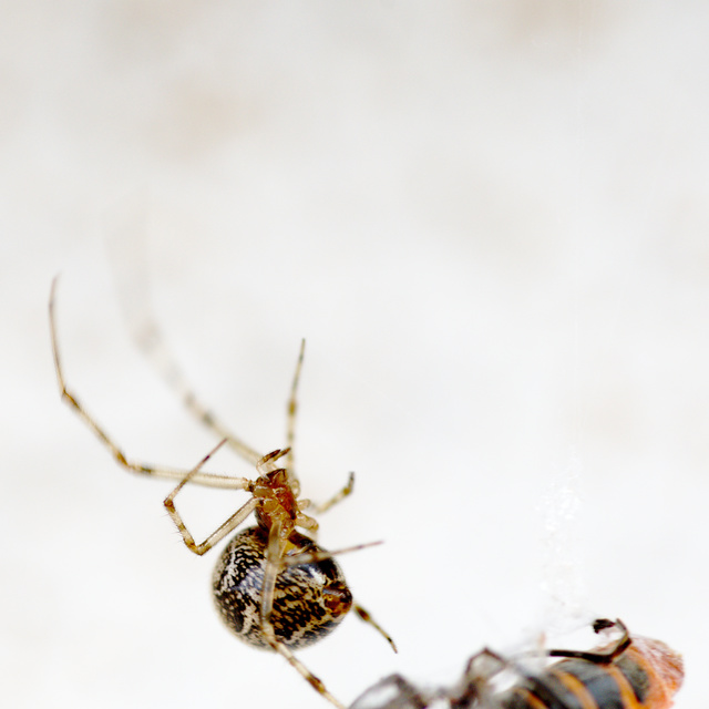Parasteatoda tepidariorum - üvegházi törpepók