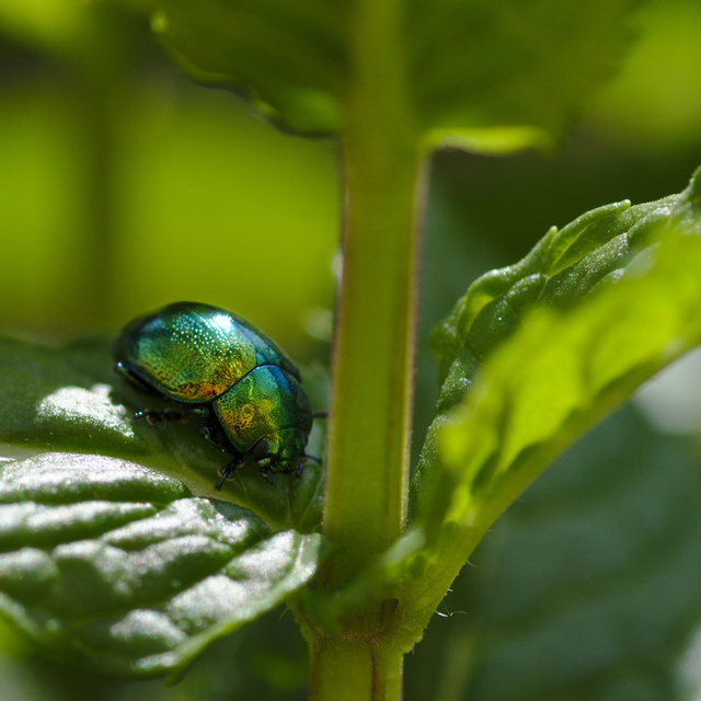Chrysolina herbacea - zöld mentalevelész