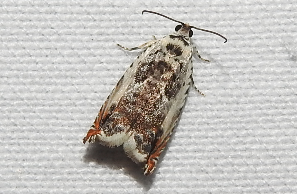 Ancylis laetana - fehér horgasmoly