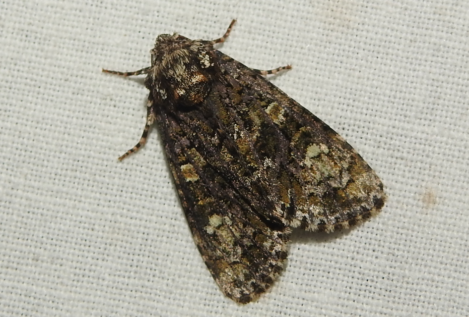 Craniophora ligustri - fagyalbagoly