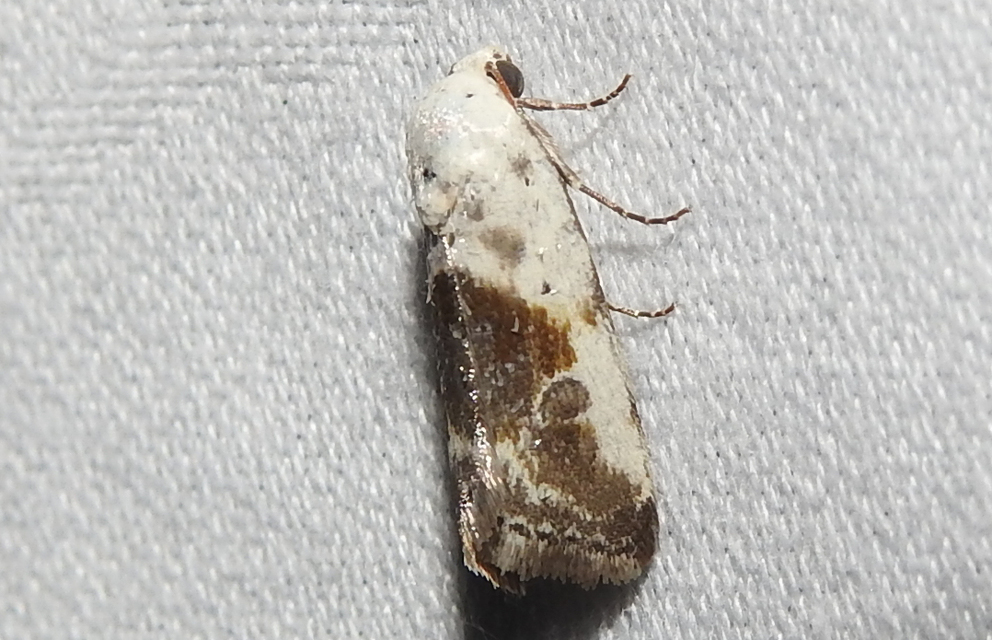 Ponometia candefacta - parlagfűbagoly