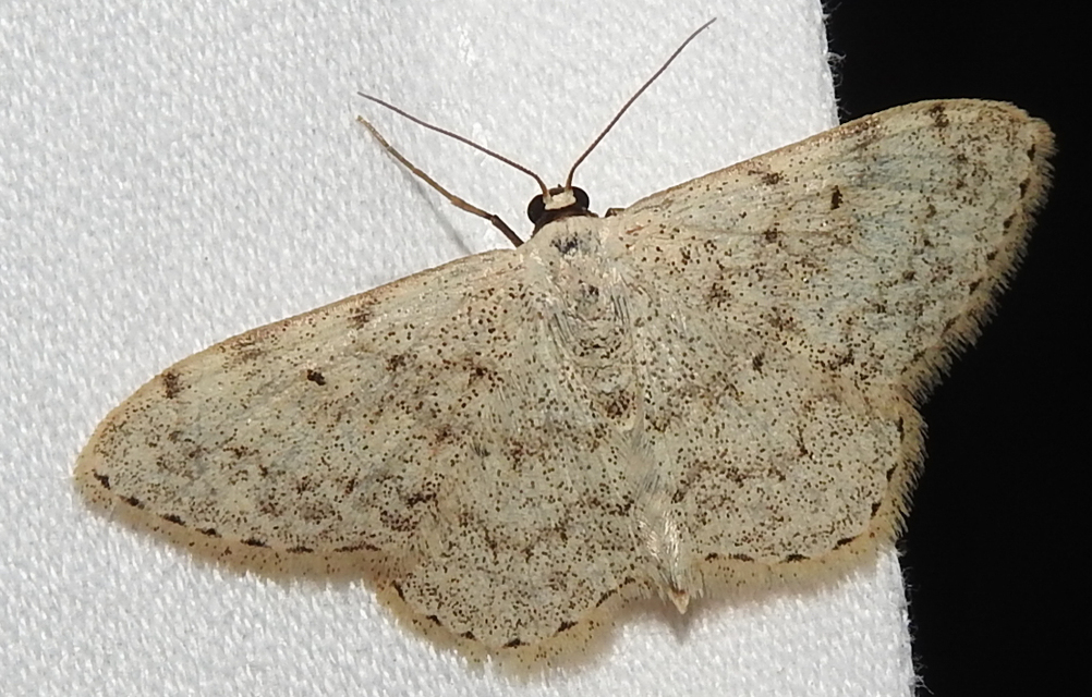 Scopula marginepunctata - pettyes sávosaraszoló