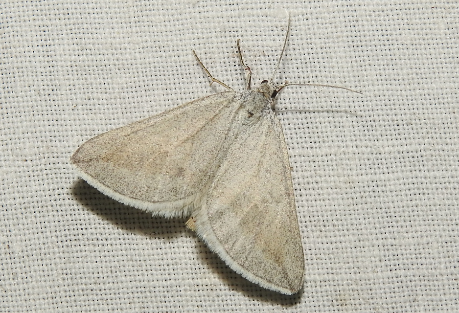 Lithostege griseata - szürke araszoló