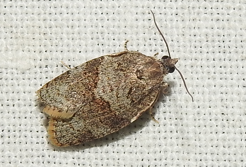 Syndemis musculana - füstös sodrómoly
