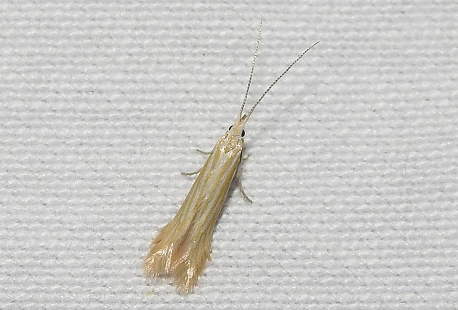 Coleophora