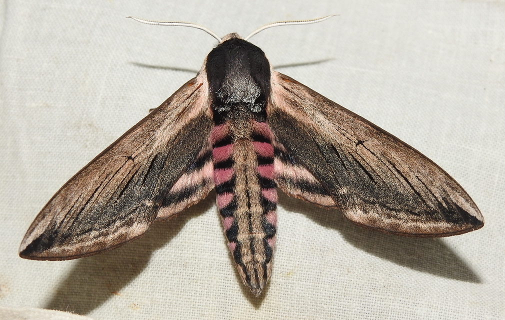 Sphinx ligustri - fagyalszender