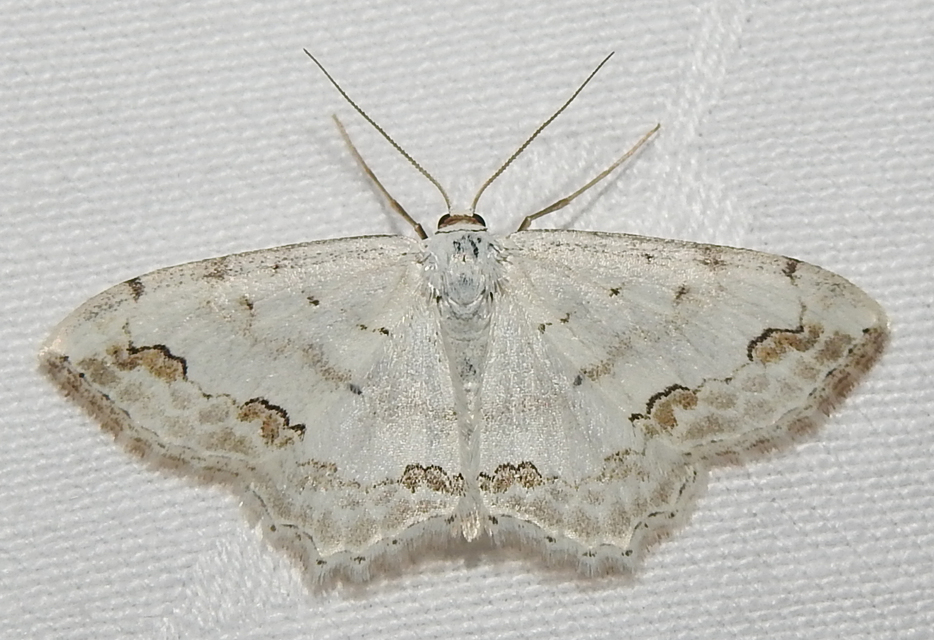 Scopula ornata - díszes fehéraraszoló