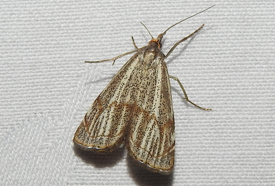 Thisanotia chrysonuchella - tavaszi fűgyökérmoly