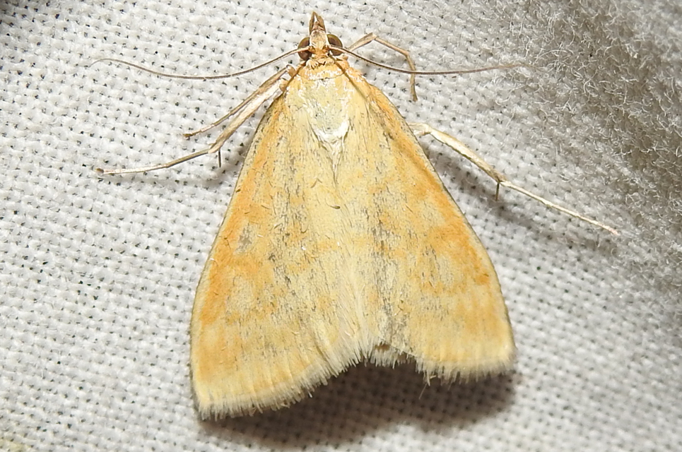 Sitochroa verticalis - világossárga dudvamoly