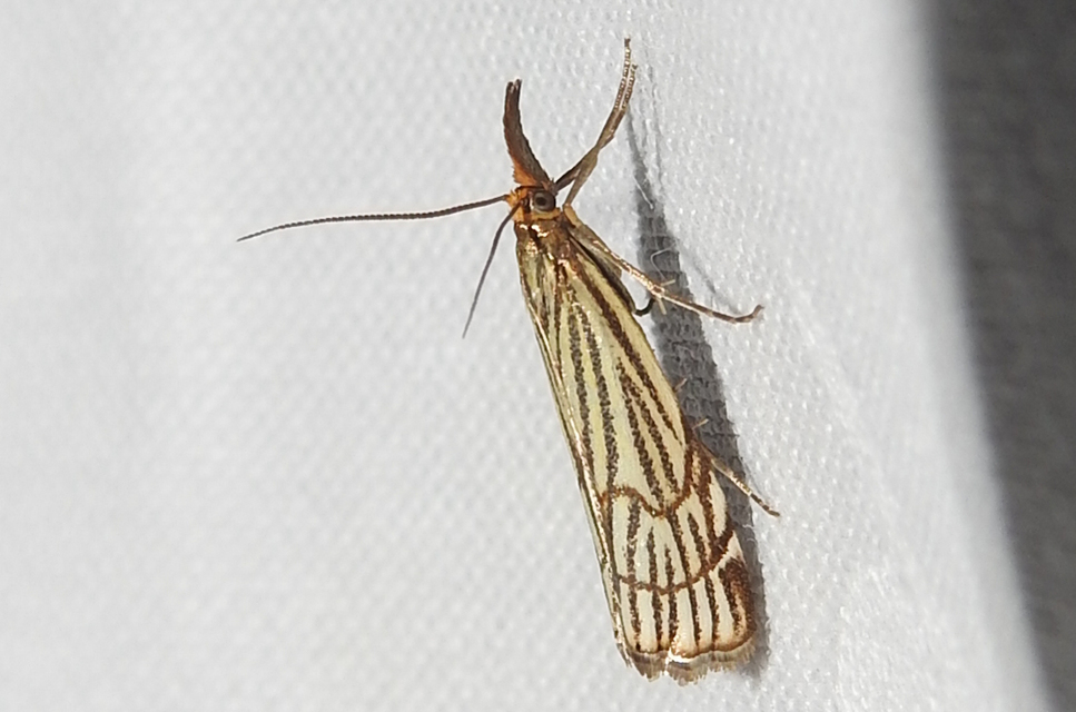 Chrysocramboides craterella - rácsos fűgyökérmoly