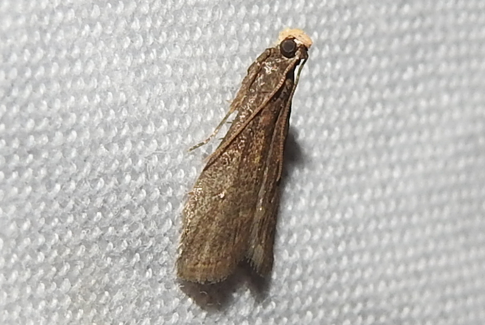 Eccopisa effractella - körtelevél-karcsúmoly