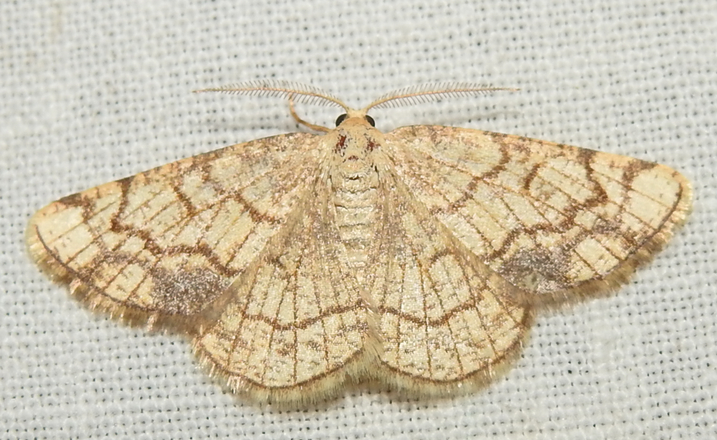 Stegania dilectaria - fehérnyár-araszoló